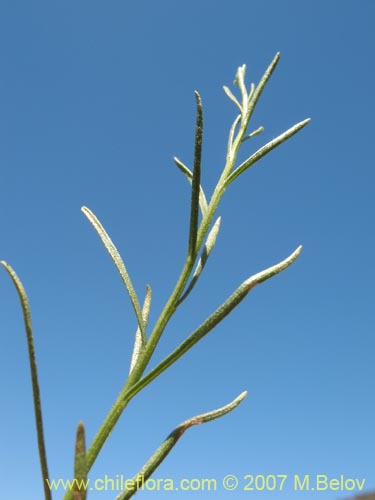 Image of Gutierrezia resinosa (Pichanilla). Click to enlarge parts of image.