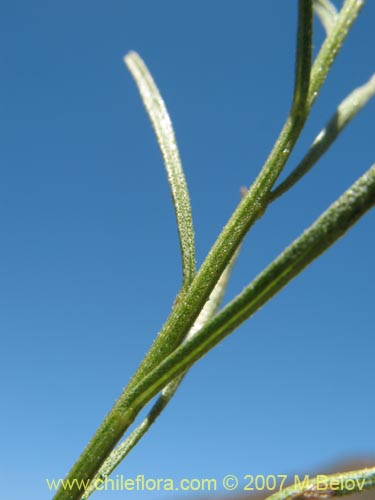 Image of Gutierrezia resinosa (Pichanilla). Click to enlarge parts of image.