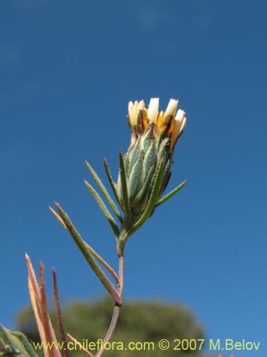 Image of Chaetanthera linearis (). Click to enlarge parts of image.