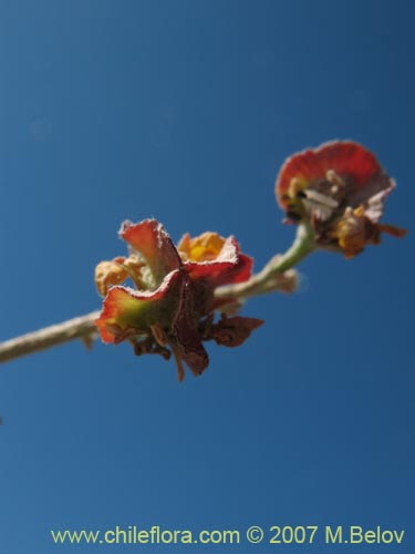 Image of Dinemagonum gayanum (). Click to enlarge parts of image.