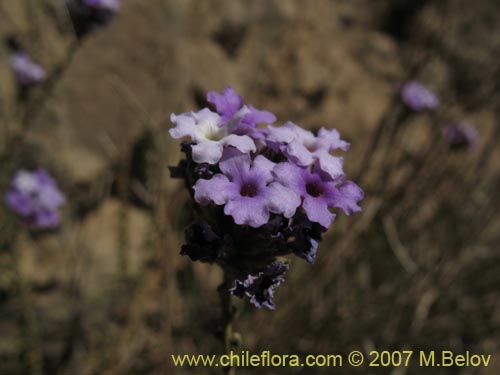 Image of Verbena sp. #3049 (). Click to enlarge parts of image.