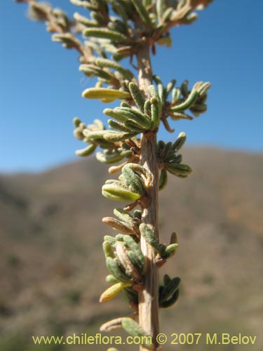 Image of Verbena sp. #3049 (). Click to enlarge parts of image.