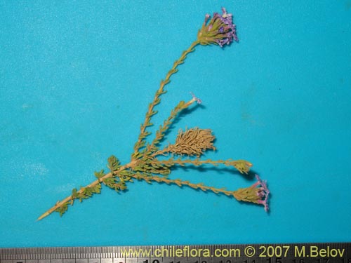 Image of Verbena sp. #3049 (). Click to enlarge parts of image.