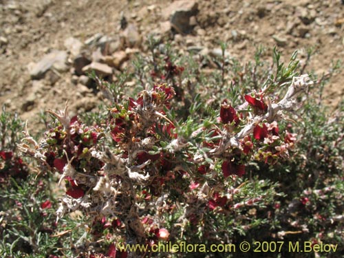 Image of Tetraglochin alatum (Horizonte / Caulia). Click to enlarge parts of image.