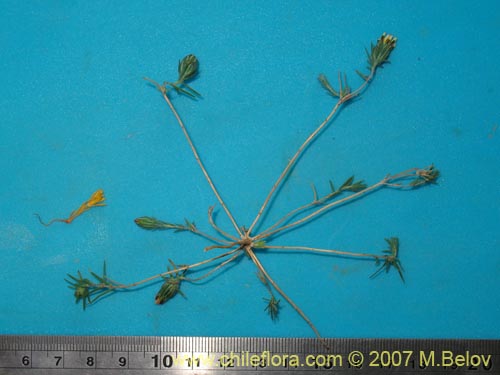 Image of Chaetanthera linearis (). Click to enlarge parts of image.