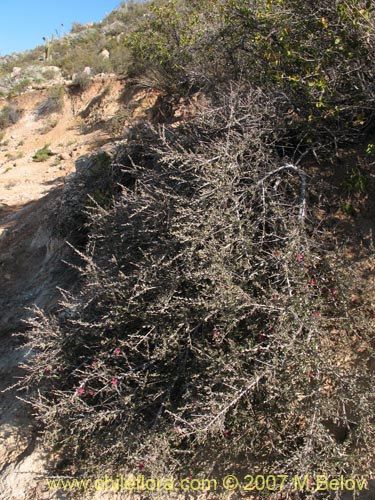 Image of Krameria cistoidea (). Click to enlarge parts of image.