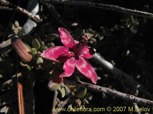 Image of Krameria cistoidea (). Click to enlarge parts of image.