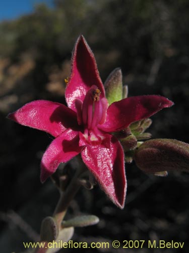 Image of Krameria cistoidea (). Click to enlarge parts of image.