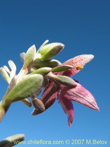 Image of Krameria cistoidea (). Click to enlarge parts of image.