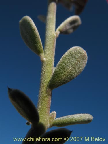 Image of Krameria cistoidea (). Click to enlarge parts of image.