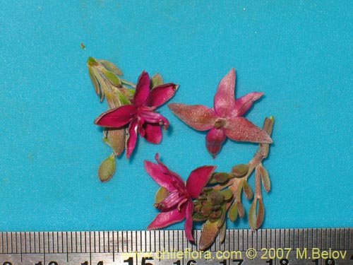 Image of Krameria cistoidea (). Click to enlarge parts of image.