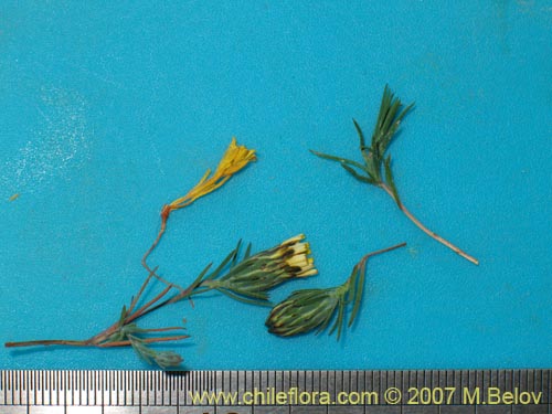 Image of Chaetanthera linearis (). Click to enlarge parts of image.