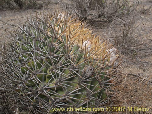 Eriosyce aurataの写真