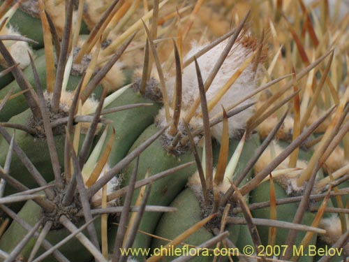 Eriosyce aurataの写真