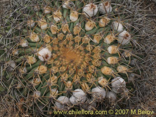 Eriosyce aurataの写真