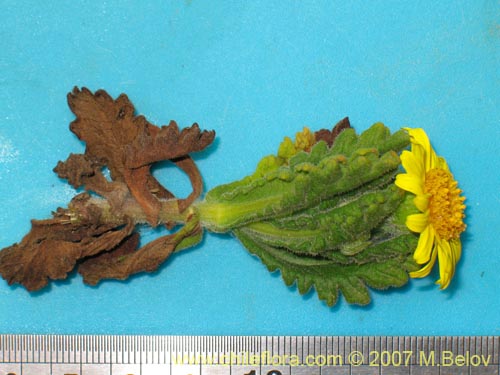 Bild von Senecio planiflorus (). Klicken Sie, um den Ausschnitt zu vergrössern.