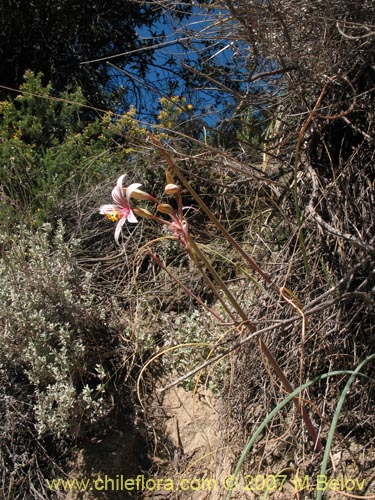 Placea arzae的照片