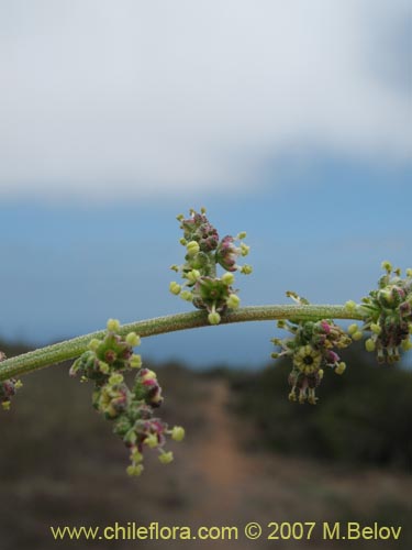 Image of Atriplex sp. #1780 (). Click to enlarge parts of image.