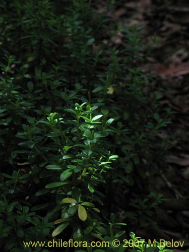 Peperomia coquimbensis的照片