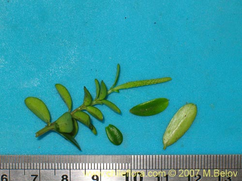 Peperomia coquimbensis的照片