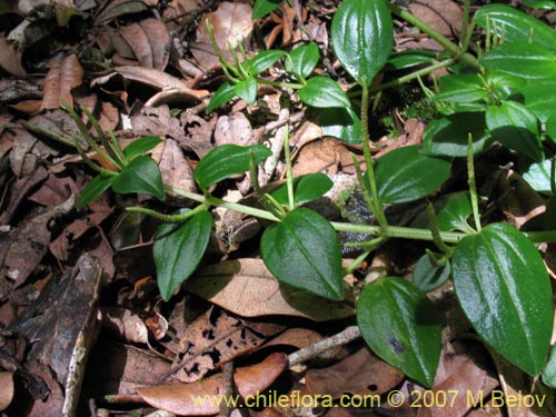 Image of Peperomia fernandeziana (). Click to enlarge parts of image.