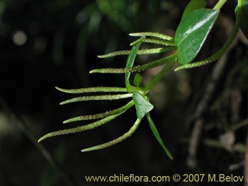 Image of Peperomia fernandeziana (). Click to enlarge parts of image.