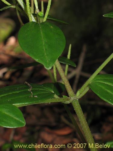 Bild von Peperomia fernandeziana (). Klicken Sie, um den Ausschnitt zu vergrössern.