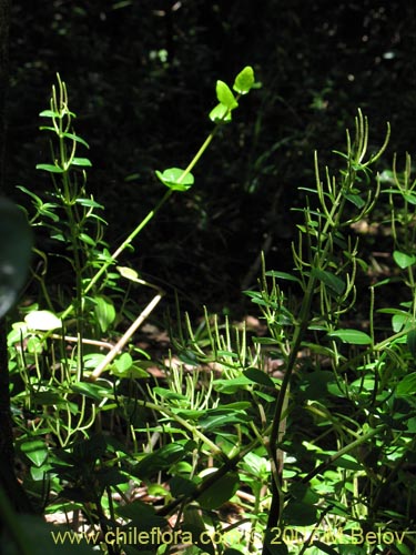 Bild von Peperomia fernandeziana (). Klicken Sie, um den Ausschnitt zu vergrössern.