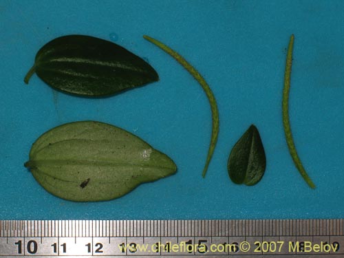 Bild von Peperomia fernandeziana (). Klicken Sie, um den Ausschnitt zu vergrössern.