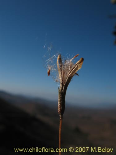 Bild von Tillandsia capillaris (Clavel del aire). Klicken Sie, um den Ausschnitt zu vergrössern.