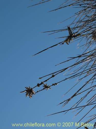 Bild von Tillandsia capillaris (Clavel del aire). Klicken Sie, um den Ausschnitt zu vergrössern.