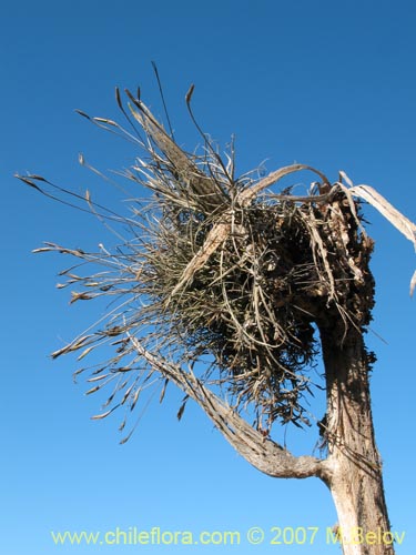 Bild von Tillandsia capillaris (Clavel del aire). Klicken Sie, um den Ausschnitt zu vergrössern.