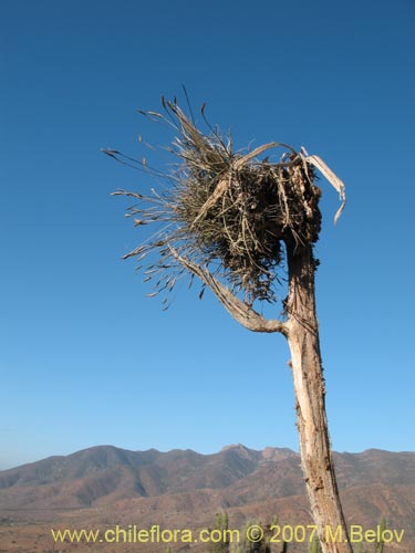 Bild von Tillandsia capillaris (Clavel del aire). Klicken Sie, um den Ausschnitt zu vergrössern.
