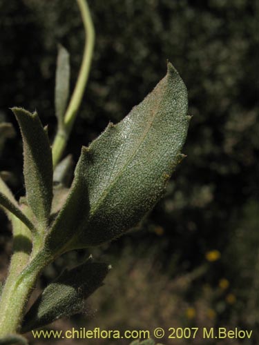 Image of Haplopappus sp. #2319 (). Click to enlarge parts of image.