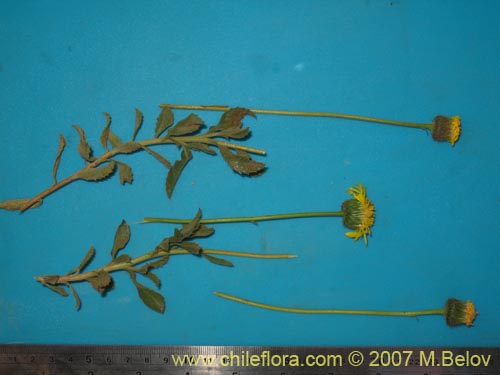 Image of Haplopappus sp. #2319 (). Click to enlarge parts of image.