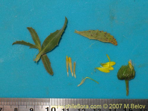 Image of Haplopappus sp. #2319 (). Click to enlarge parts of image.