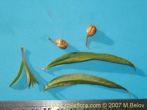 未確認の植物種 sp. #1732の写真