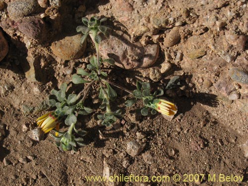 Bild von Chaetanthera limbata (). Klicken Sie, um den Ausschnitt zu vergrössern.