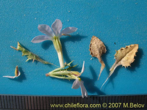 Image of Cyphocarpus rigescens (). Click to enlarge parts of image.