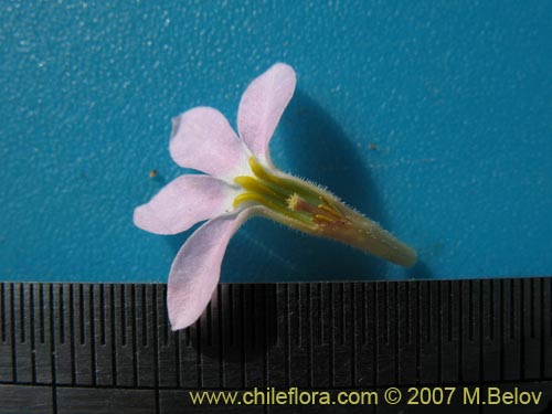 Image of Cyphocarpus rigescens (). Click to enlarge parts of image.