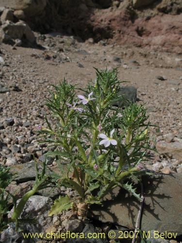 Image of Cyphocarpus rigescens (). Click to enlarge parts of image.