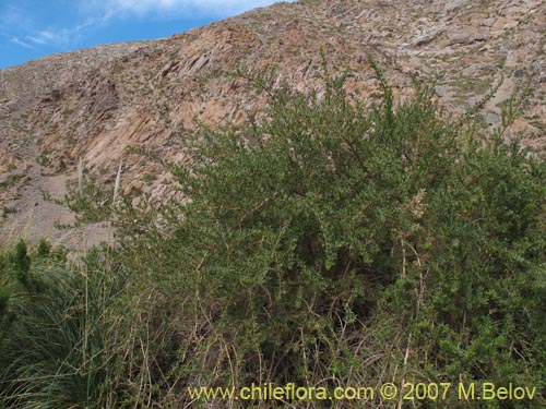 Bild von Escallonia angustifolia var. coquimbensis (). Klicken Sie, um den Ausschnitt zu vergrössern.