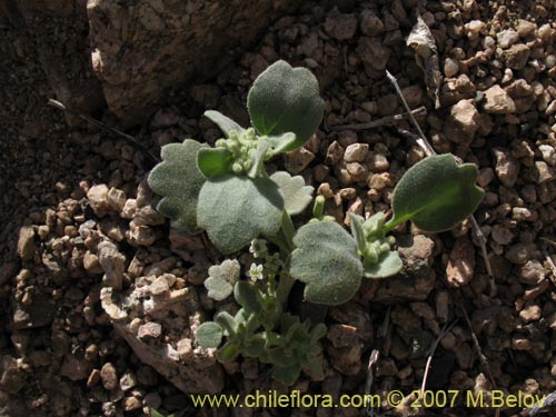 Bild von Homalocarpus dichotomus (). Klicken Sie, um den Ausschnitt zu vergrössern.