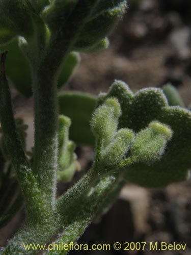 Bild von Homalocarpus dichotomus (). Klicken Sie, um den Ausschnitt zu vergrössern.