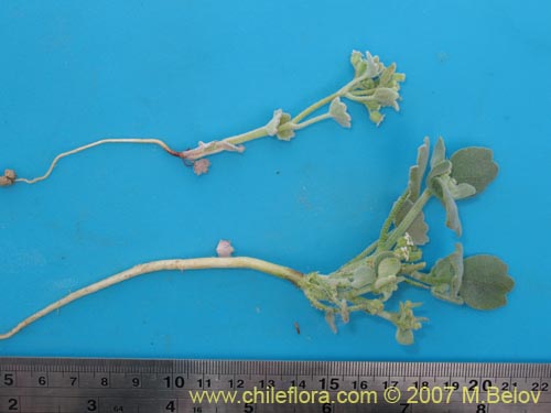 Bild von Homalocarpus dichotomus (). Klicken Sie, um den Ausschnitt zu vergrössern.