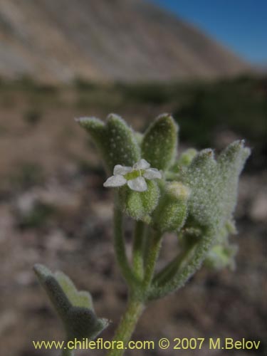Bild von Homalocarpus dichotomus (). Klicken Sie, um den Ausschnitt zu vergrössern.