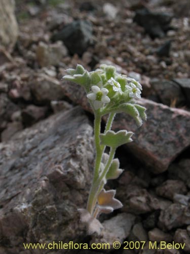 Bild von Homalocarpus dichotomus (). Klicken Sie, um den Ausschnitt zu vergrössern.