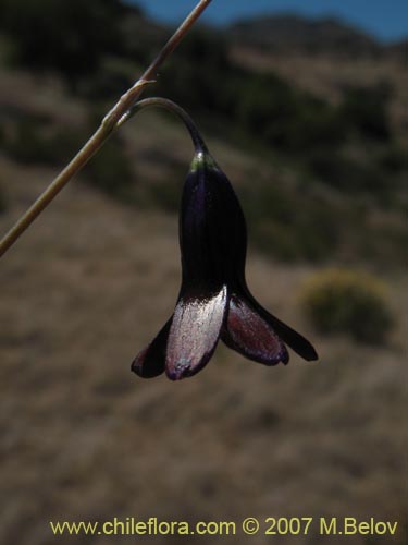Imágen de Conanthera campanulata (). Haga un clic para aumentar parte de imágen.