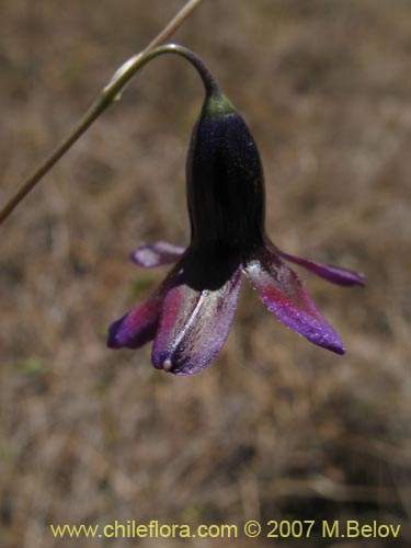 Imágen de Conanthera campanulata (). Haga un clic para aumentar parte de imágen.