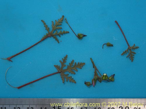 Cristaria dissecta의 사진